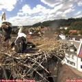 15_20-nest.jpg