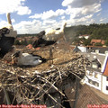 15_25-nest.jpg