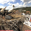 15_30-nest.jpg