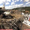 15_35-nest.jpg