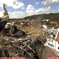 15_40-nest.jpg