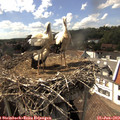 15_45-nest.jpg