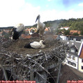 15_50-nest.jpg