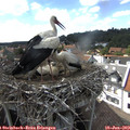 15_55-nest.jpg