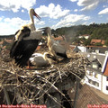 16_00-nest.jpg