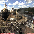 16_05-nest.jpg