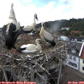 16_10-nest.jpg
