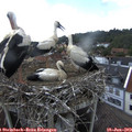 16_15-nest.jpg