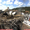 16_20-nest.jpg