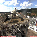 16_25-nest.jpg