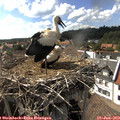 16_30-nest.jpg