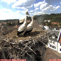 16_35-nest.jpg