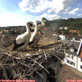 16_45-nest.jpg