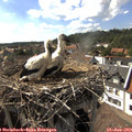 16_50-nest.jpg