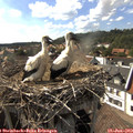 16_55-nest.jpg
