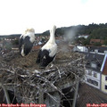 17_00-nest.jpg