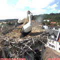 17_05-nest.jpg