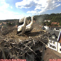 17_10-nest.jpg
