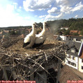 17_15-nest.jpg