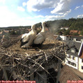17_20-nest.jpg