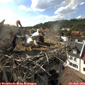 17_25-nest.jpg