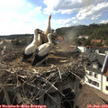 17_35-nest.jpg