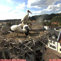 17_40-nest.jpg