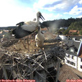 17_45-nest.jpg