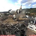 17_50-nest.jpg