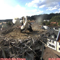 17_55-nest.jpg