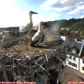 18_00-nest.jpg