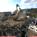 18_05-nest.jpg