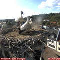 18_15-nest.jpg