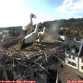 18_20-nest.jpg