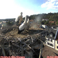 18_25-nest.jpg