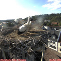 18_30-nest.jpg