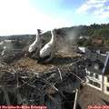 18_35-nest.jpg