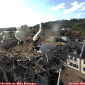 18_45-nest.jpg