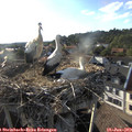 18_50-nest.jpg