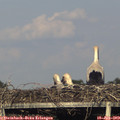 18_55-mast.jpg