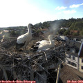 18_55-nest.jpg