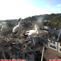 19_00-nest.jpg