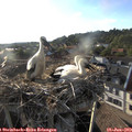 19_05-nest.jpg