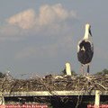 19_10-mast.jpg