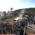 19_10-nest.jpg