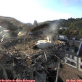 19_15-nest.jpg
