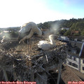 19_20-nest.jpg