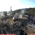 19_25-nest.jpg