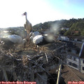 19_35-nest.jpg