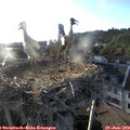19_40-nest.jpg